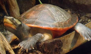 圆澳龟一年能长多少厘米