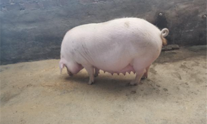 母猪怀孕100天特征