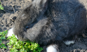 兔子吃什么草农村里常见的