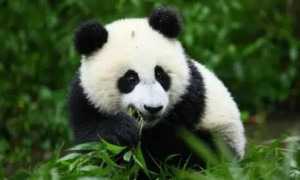 熊猫的外形特点描写