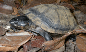 黑森林龟是深水龟吗