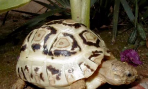白豹纹陆龟寿命