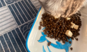 霍格猫粮可以吃吗