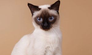 蓝眼睛的猫是什么猫