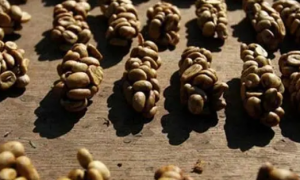 麝香猫咖啡豆价格多少钱一斤
