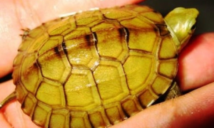 小青龟是半水龟吗