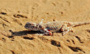 撒哈拉沙漠的蜥蜴有多大