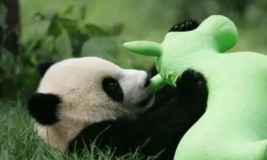 被领养的熊猫有哪些