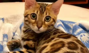 亚洲豹纹猫可以养吗