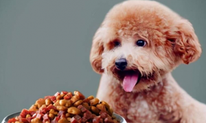如何训练泰迪狗吃狗粮呢
