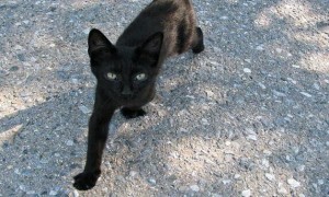 中华田园猫纯黑色叫什么