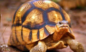 安哥洛卡象龟现存数量