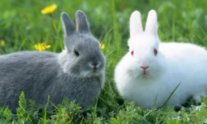 野兔和草兔的区别