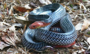 红头环蛇有毒吗