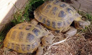 俄罗斯陆龟是保护动物吗