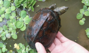 蝎泽龟是深水龟吗