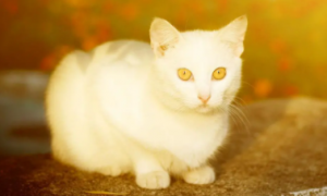 纯白猫黄眼睛是土猫吗
