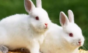 兔子可以跟兔妈妈繁殖吗