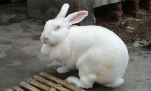 兔子都有什么品种