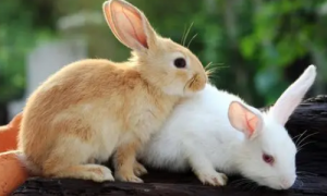为什么兔子一抱它就猛踢