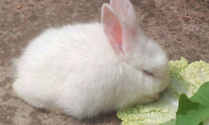 兔子喜欢吃什么食物