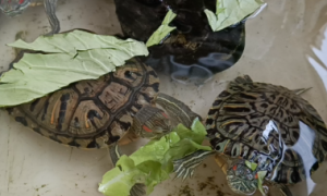 巨型吃菜龟是什么龟