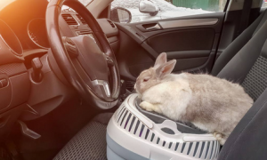 兔子能坐几个小时的车么