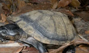 黑森林侧颈龟长多大