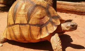 安哥洛卡象龟是保护动物吗