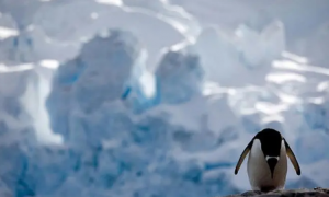 南极冰川有什么危险动物