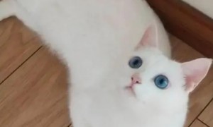 蓝眼睛纯白猫多少钱