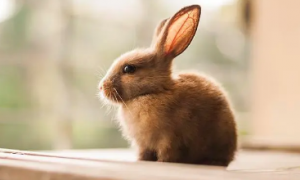 小兔子喜欢吃什么食物