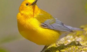 什么鸟被称为发财鸟