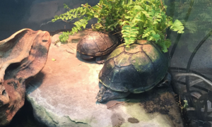 头盔泥龟能长多大