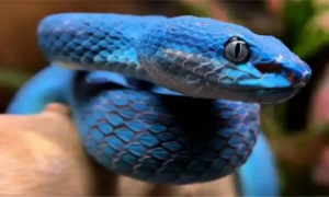 蓝色的宠物蛇有哪些