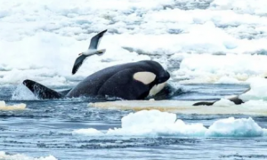 南极有什么危险的动物
