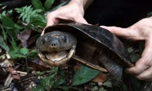 亚马逊蟾头龟能长多大