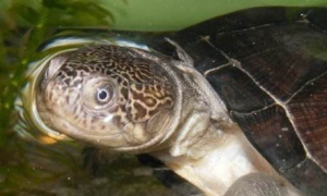 西非侧颈龟和沼泽侧颈龟的区别