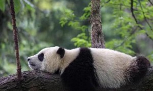 熊猫在国外并不受欢迎