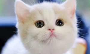 乳白猫长大什么样子