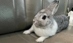 兔子可以坐2个小时车吗