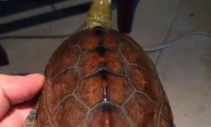 日杂石龟是什么龟