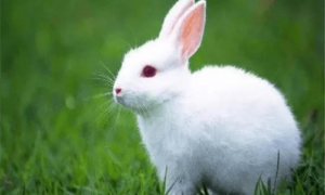兔子能看清人相貌吗