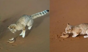 沙漠猫吃毒蛇不会中毒吗