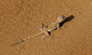 蜥蜴在沙漠中受热的动作描写
