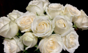 白玫瑰多少钱一支