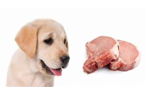 猪肉为什么不能喂狗