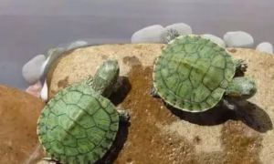巴西龟可以吃金鱼饲料吗
