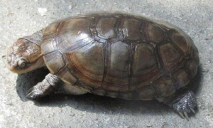 巴西侧颈龟能活多久