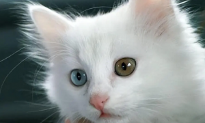遇见异瞳猫有什么预兆